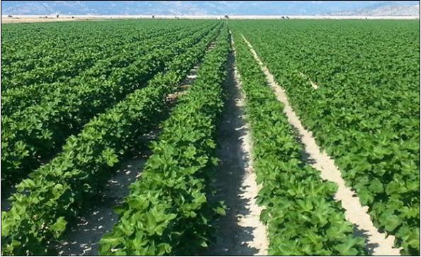 ΦΥΤΟΠΡΟΣΤΑΣΙΑ ΣΤΗΝ ΚΑΛΛΙΕΡΓΕΙΑ ΒΑΜΒΑΚΙΟΥ ΠΡΟΕΙΔΟΠΟΙΗΣΕΙΣ ΑΠΟ ΤΗΝ ΠΕ ΣΕΡΡΩΝ  - Σημερινή Των Σερρών