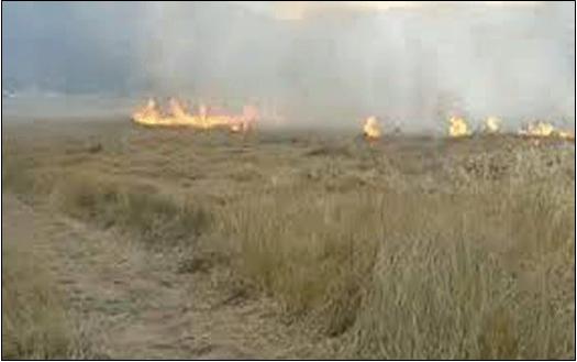 6 ΦΩΤΟ ΚΑΛΛΑΜΙΕΣ