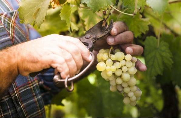 9 ΦΩΤΟ ΤΡΥΓΟΣ