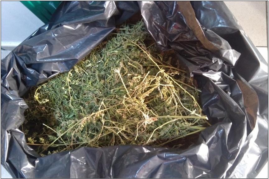 11 ΦΩΤΟ ΚΑΝΝΑΒΗ