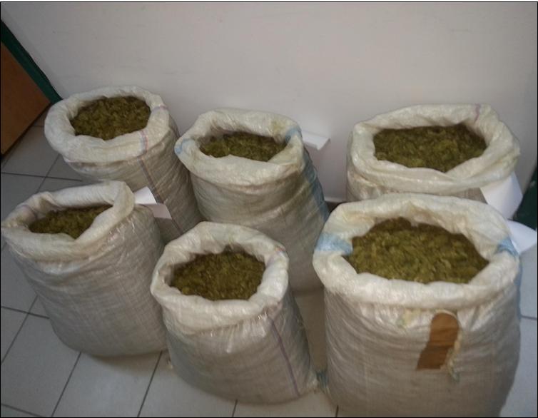 13 ΦΩΤΟ ΚΑΝΝΑΒΗ