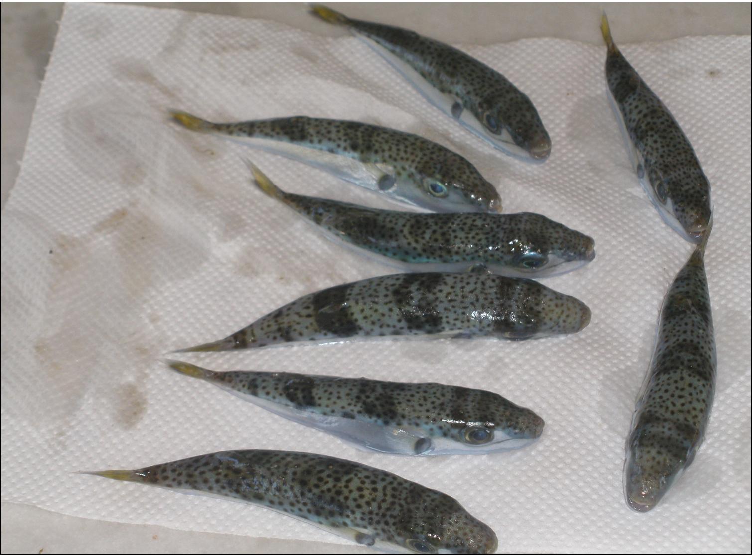 10 ΦΩΤΟ ΛΑΓΟΚΕΦΑΛΟΙ