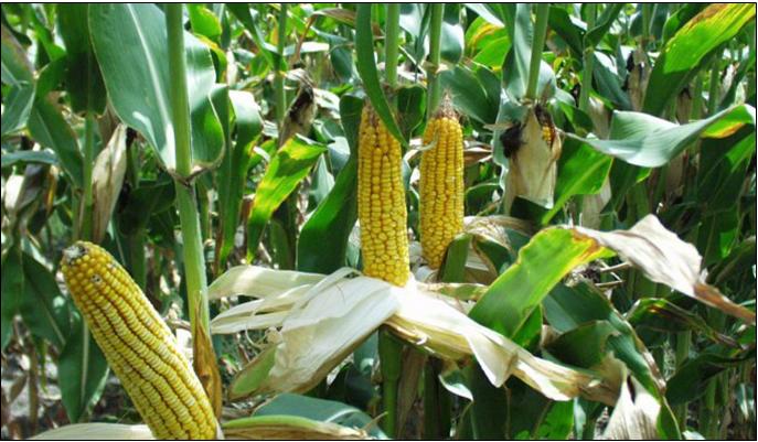 «ΚΑΘΑΡΟΣ» ΚΑΙ… ΜΕ ΤΗ ΒΟΥΛΑ Ο ΚΑΡΠΟΣ ΤΩΝ ΚΑΛΑΜΠΟΧΩΡΑΦΩΝ ΤΩΝ ΣΕΡΡΩΝ