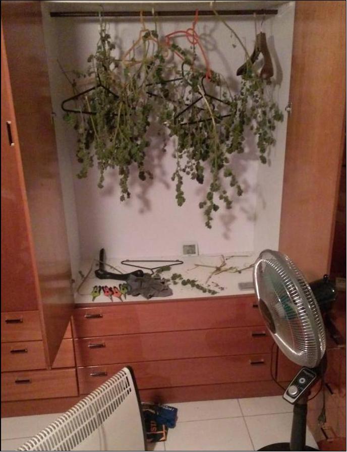 17 ΦΩΤΟ ΚΑΝΝΑΒΗ