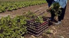 11 ΦΩΤΟ ΑΓΡΟΤΕΣ