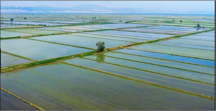 6 ΦΩΤΟ ΟΡΥΖΩΝΕΣ