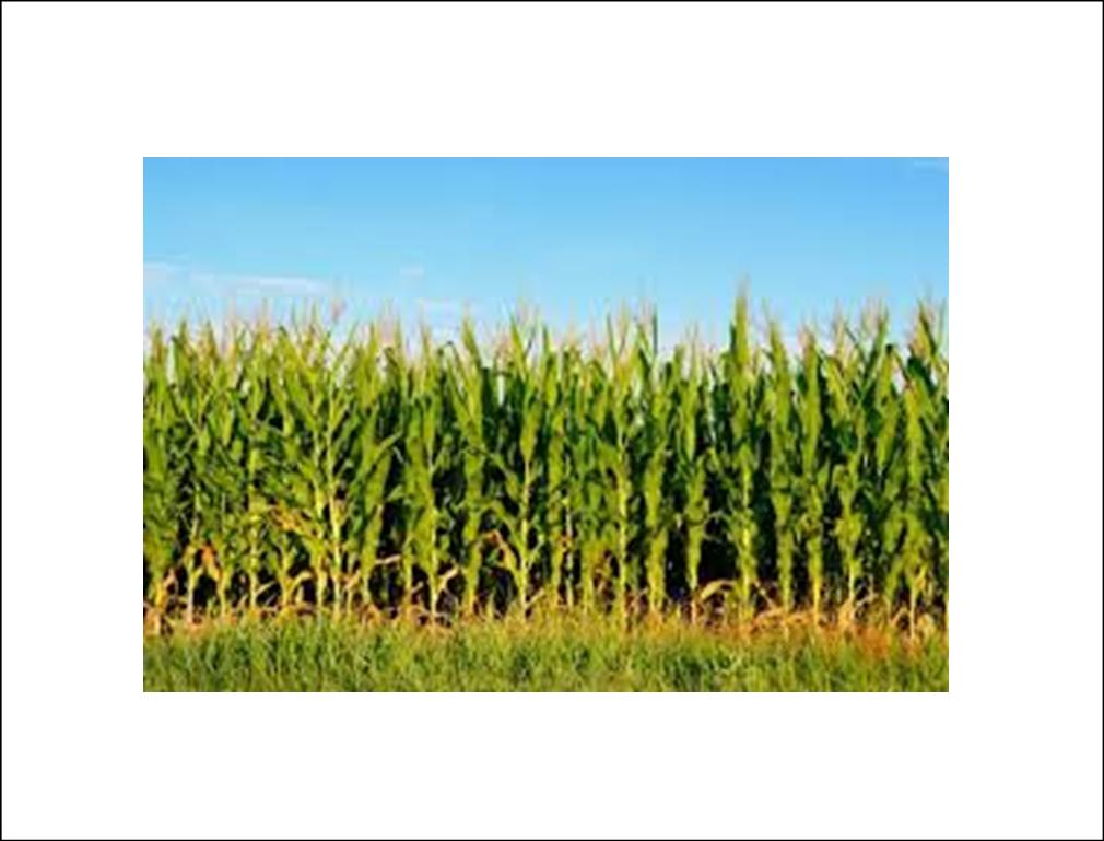 ΑΝΑΚΟΙΝΩΣΗ – ΕΝΗΜΕΡΩΣΗ ΓΙΑ ΤΟ ΕΝΤΟΜΟ Diabrotica virgifera ΣΤΟ ΑΡΑΒΟΣΙΤΟ ΑΠΟ ΤΗΝ ΠΕ ΣΕΡΡΩΝ