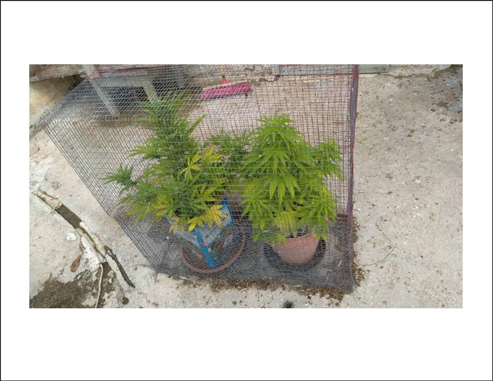 12 ΦΩΤΟ ΚΑΝΝΑΒΗ