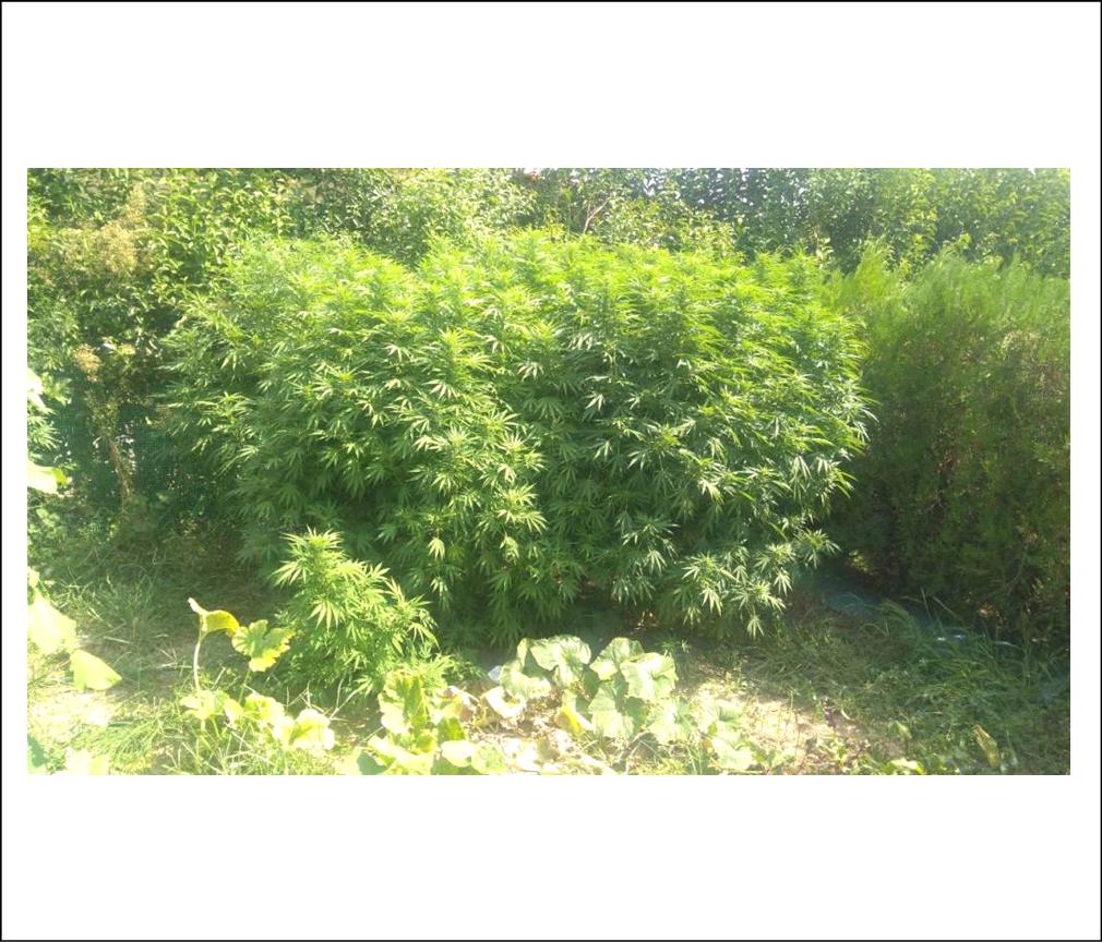 ΣΥΝΕΛΗΦΘΗ 40ΧΡΟΝΟΣ ΣΤΙΣ ΣΕΡΡΕΣ ΓΙΑ ΚΑΛΛΙΕΡΓΕΙΑ ΚΑΙ ΚΑΤΟΧΗ ΚΑΝΝΑΒΗΣ