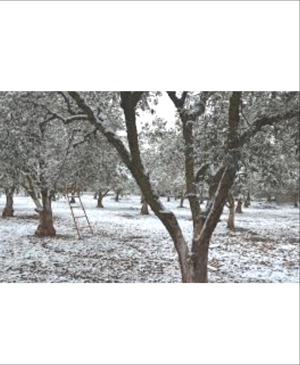 10 ΦΩΤΟ ΔΕΝΤΡΑ