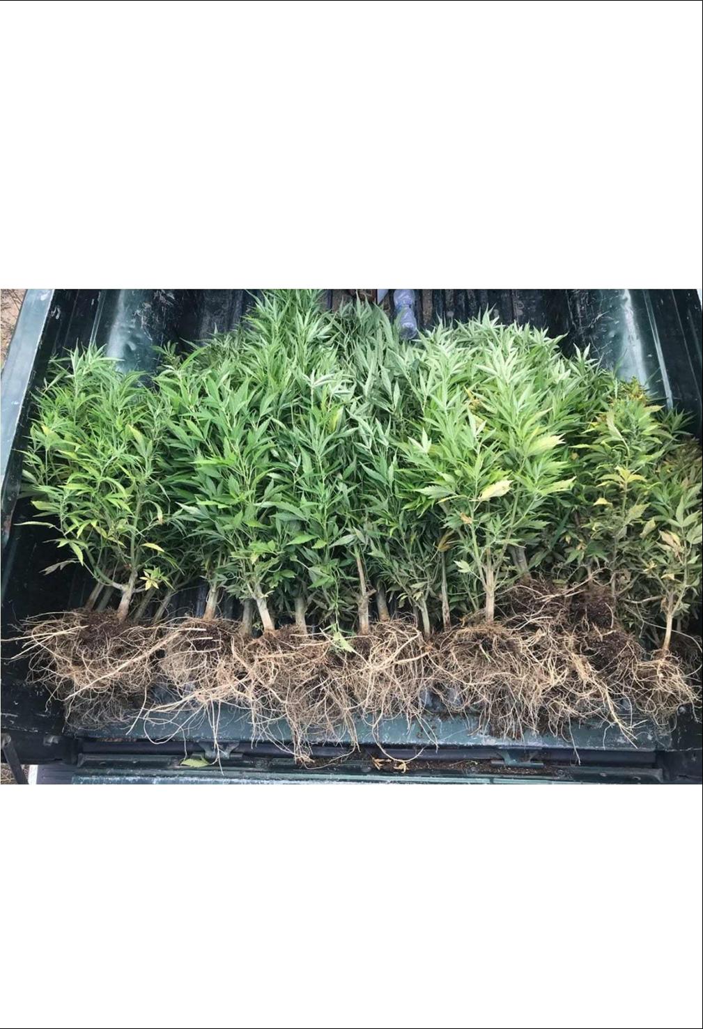 10 ΦΩΤΟ 2019 6 13 ΑΣΤΥΝΟΜΙΑ ΚΑΝΝΑΒΗ