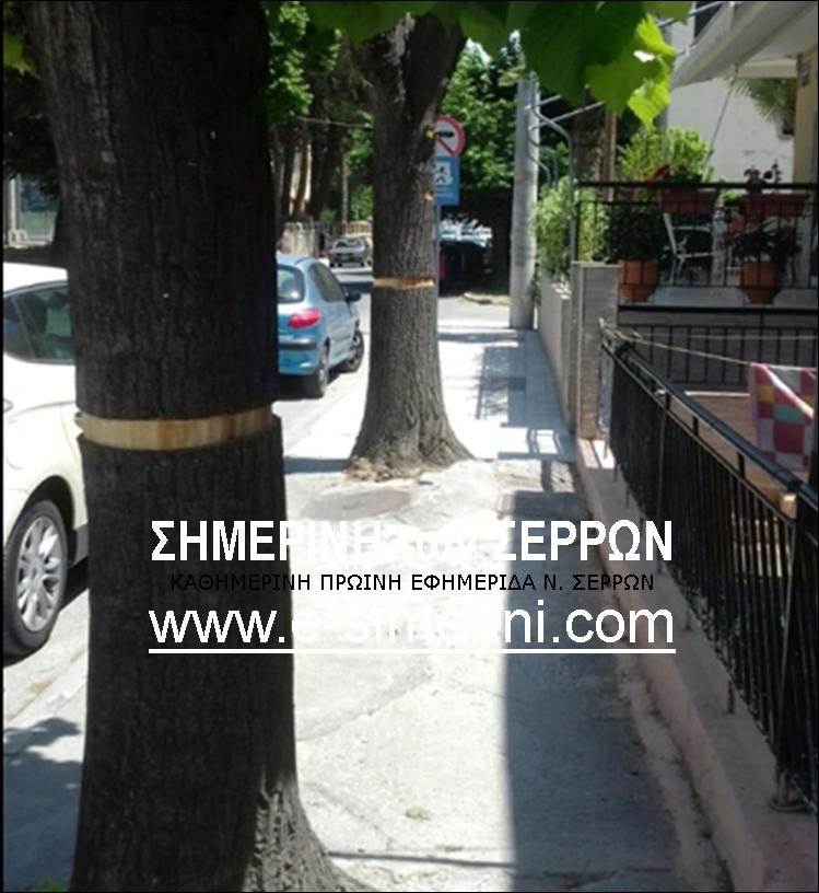 8 ΦΩΤΟ 2019 7 11 ΔΕΝΤΡΑ ΟΔΟΣ ΜΠΕΚΙΑΡΗ ΣΕΡΡΕΣ