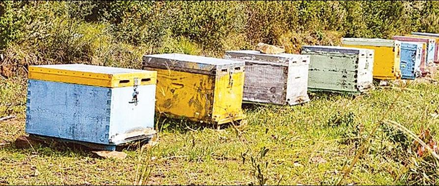 ΣΕ ΕΞΕΛΙΞΗ Η ΚΑΤΑΓΡΑΦΗ ΤΩΝ ΚΥΨΕΛΩΝ ΑΠΟ ΤΗΝ ΔΙΕΥΘΥΝΣΗ ΑΓΡΟΤΙΚΗΣ ΟΙΚΟΝΟΜΙΑΣ ΚΑΙ ΚΤΗΝΙΑΤΡΙΚΗΣ ΣΕΡΡΩΝ