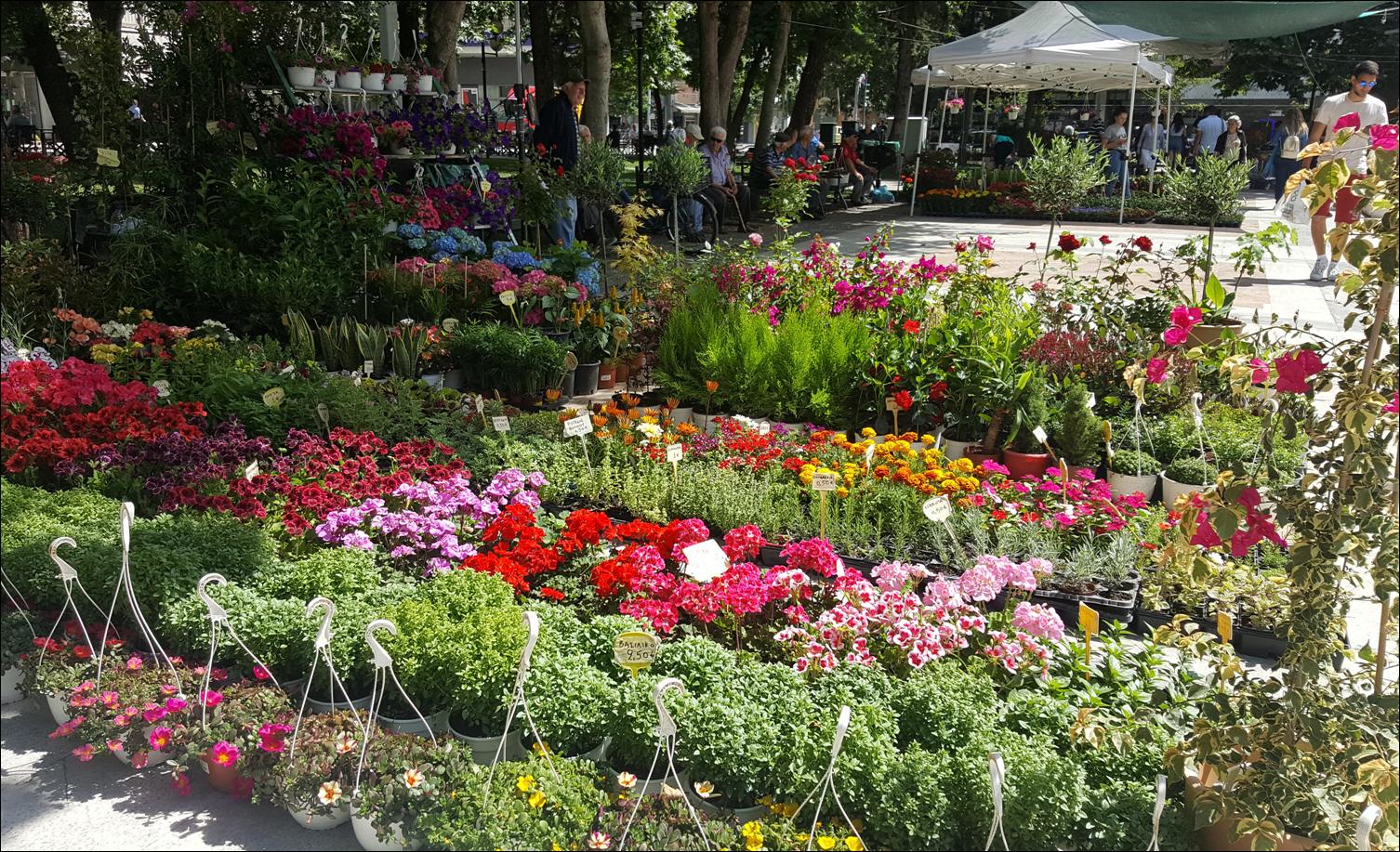 ΠΑΝΔΑΙΣΙΑ ΧΡΩΜΑΤΩΝ ΚΑΙ ΑΡΩΜΑΤΩΝ ΣΤΗΝ 16η ΑΝΘΟΚΟΜΙΚΗ ΕΚΘΕΣΗ ΣΤΗΝ ΠΛΑΤΕΙΑ ΕΛΕΥΘΕΡΙΑΣ ΣΤΙΣ ΣΕΡΡΕΣ