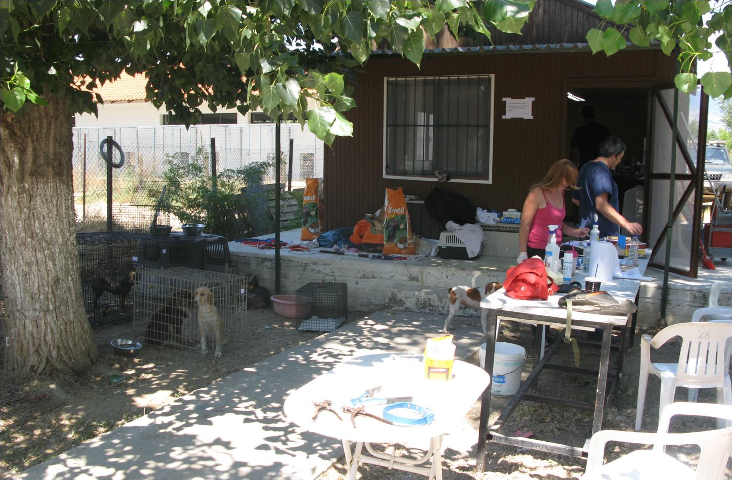 ΞΕΚΙΝΗΣΕ ΤΟ ΠΡΟΓΡΑΜΜΑ ΜΑΖΙΚΩΝ ΣΤΕΙΡΩΣΕΩΝ ΑΔΕΣΠΟΤΩΝ ΖΩΩΝ ΣΤΟ ΔΗΜΟ ΣΕΡΡΩΝ