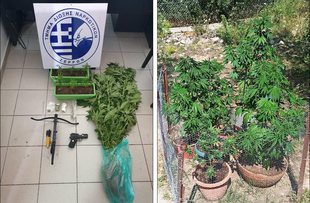 ΣΥΝΕΛΛΗΦΘΗ ΓΙΑ ΚΑΛΛΙΕΡΓΕΙΑ ΚΑΝΝΑΒΗΣ ΣΕ ΠΕΡΙΟΧΗ ΤΩΝ ΣΕΡΡΩΝ