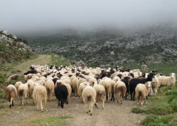 ΥΠΟΓΡΑΦΗΚΕ Η ΑΠΟΦΑΣΗ ΓΙΑ ΤΗΝ ΚΑΤΑΝΟΜΗ 89 ΕΚΑΤ ΕΥΡΩ ΣΕ ΚΤΗΝΟΤΡΟΦΟΥΣ