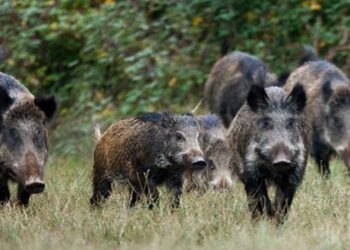 ΚΡΟΥΣΜΑ ΑΦΡΙΚΑΝΙΚΗΣ ΠΑΝΩΛΗΣ ΤΩΝ ΧΟΙΡΩΝ ΕΝΤΟΠΙΣΤΗΚΕ ΣΤΗΝ ΠΕ ΣΕΡΡΩΝ