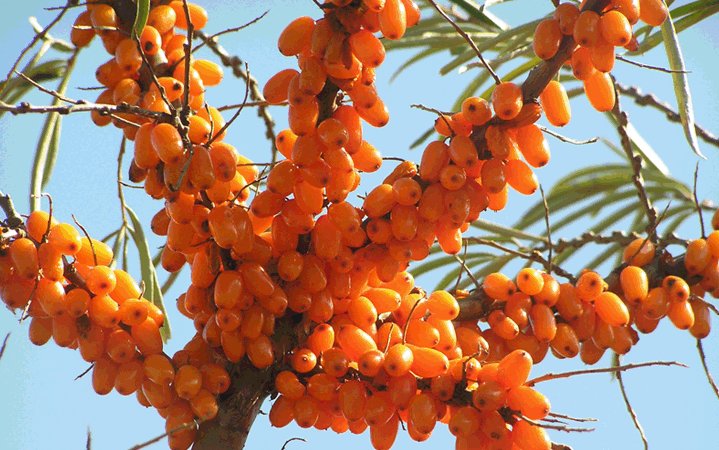 ΙΠΠΟΦΑΕΣ: ΠΡΑΓΜΑΤΟΠΟΙΗΘΗΚΕ ΤΟ ΠΑΓΚΟΣΜΙΟ ΣΥΝΕΔΡΙΟ ΣΤΗΝ ΘΕΣΣΑΛΟΝΙΚΗ