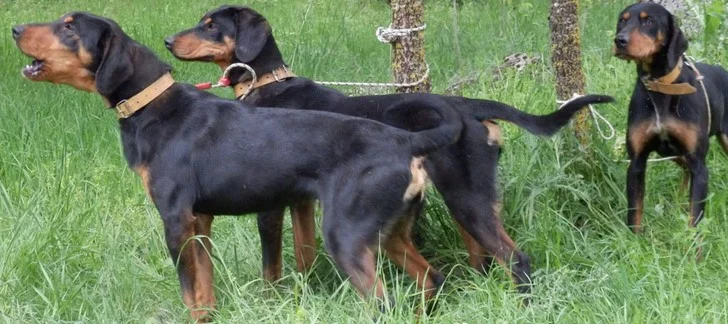 ΣΥΓΚΕΝTΡΩΣΗ ΔΙΑΜΑΡΤΥΡΙΑΣ ΤΗΣ ΚΟΜΑΘ ΚΑΙ ΤΟΝ ΚΥΝΗΓΕΤΙΚΩΝ ΣΥΛΛΟΓΩΝ ΜΑΚΕΔΟΝΙΑΣ – ΘΡΑΚΗΣ