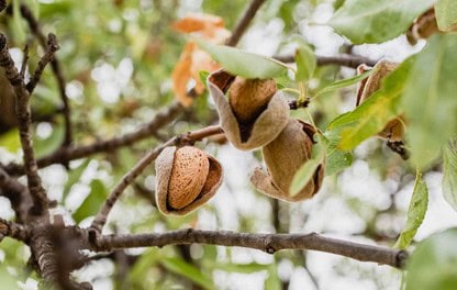 ΑΠΟΖΗΜΙΩΣΗ ΟΛΩΝ ΤΩΝ ΠΟΙΚΙΛΙΩΝ ΑΜΥΓΔΑΛΩΝ ΓΙΑ ΤΗΝ ΠΕΡΣΙΝΗ ΧΡΟΝΙΑ ΛΟΓΩ ΜΕΙΩΜΕΝΗΣ ΠΑΡΑΓΩΓΗΣ