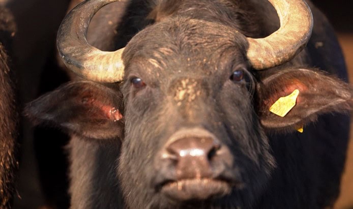 ΕΡΤ3: «Από το Χωράφι στο Ράφι: Βουβάλια» ΕΝΗΜΕΡΩΤΙΚΗ ΕΚΠΟΜΠΗ ΓΙΑ ΤΟΝ ΑΥΤΟΧΘΟΝΑ ΕΛΛΗΝΙΚΟ ΒΟΥΒΑΛΟ ΣΤΗΝ ΚΕΡΚΙΝΗ ΣΕΡΡΩΝ