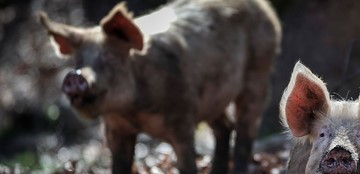 ΚΡΟΥΣΜΑ ΠΑΝΩΛΗΣ ΤΩΝ ΧΟΙΡΩΝ ΣΕ ΜΟΝΑΔΑ ΣΤΗΝ ΚΟΡΜΙΣΤΑ ΤΟΥ ΔΗΜΟΥ ΑΜΦΙΠΟΛΗΣ ΣΕΡΡΩΝ