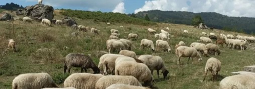 ΑΙΜΟΡΡΑΓΙΚΟΣ ΠΥΡΕΤΟΣ ΚΡΙΜΑΙΑΣ-ΚΟΝΓΚΟ ΕΝΗΜΕΡΩΣΗ ΑΠΟ ΤΗΝ ΚΤΗΝΙΑΤΡΙΚΗ ΔΙΕΥΘΥΝΣΗ ΤΗΣ ΠΕΡΙΦΕΡΕΙΑΣ ΚΕΝΤΡΙΚΗΣ ΜΑΚΕΔΟΝΙΑΣ