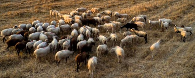 ΕΝΕΡΓΕΙΕΣ ΠΟΥ ΠΡΕΠΕΙ ΝΑ ΚΑΝΟΥΝ ΟΙ ΚΤΗΝΟΤΡΟΦΟΙ ΣΤΗ ΝΟΣΟ ΤΗΣ ΕΥΛΟΓΙΑΣ