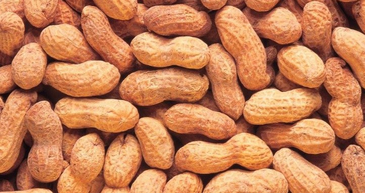 12η ΓΙΟΡΤΗ ΦΙΣΤΙΚΙΟΥ ΣΤΗΝ ΑΜΜΟΥΔΙΑ ΣΕΡΡΩΝ