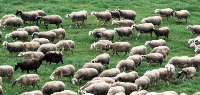 ΕΠΙΠΛΕΟΝ 50 εκ ΕΥΡΩ ΣΕ ΚΤΗΝΟΤΡΟΦΟΥΣ ΓΙΑ ΑΠΟΖΗΜΙΩΣΕΙΣ ΚΑΙ ΑΠΩΛΕΙΑ ΕΙΣΟΔΗΜΑΤΟΣ