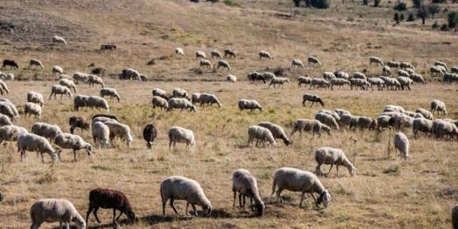 ΣΤΟΝ ΑΓΩΝΑ ΚΑΤΑ ΤΗΣ ΕΥΛΟΓΙΑΣ ΤΩΝ ΑΙΓΟΠΡΟΒΑΤΩΝ ΚΑΙ ΟΙ ΣΤΡΑΤΙΩΤΙΚΟΙ ΚΤΗΝΙΑΤΡΟΙ