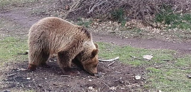 ΣΕ ΧΕΙΜΕΡΙΟ ΛΗΘΑΡΓΟ ΟΙ ΑΡΚΟΥΔΕΣ ΣΤΟ ΝΥΜΦΑΙΟ