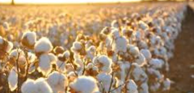 ΤΟ ΜΕΛΛΟΝ ΤΗΣ ΕΛΛΗΝΙΚΗΣ ΒΑΜΒΑΚΟΚΑΛΛΙΕΡΓΕΙΑΣ : ΘΑ ΠΡΑΓΜΑΤΟΠΟΙΗΘΕΙ ΕΣΠΑΡΙΔΑ ΑΠΟ ΤΗΝ ΔΙΕΠΑΓΓΕΛΜΑΤΙΚΗ ΟΡΓΑΝΩΣΗ ΒΑΜΒΑΚΟΣ ΣΤΗΝ ΟΡΕΣΤΙΑΔΑ