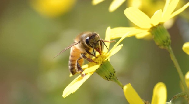 ΕΛΛΗΝΟΠΟΙΗΣΕΙΣ ΚΑΙ ΕΠΙΣΙΤΙΣΤΙΚΗ ΑΣΦΑΛΕΙΑ ΣΤΟ ΜΕΛΙ