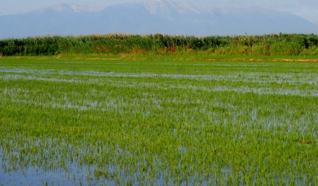 ΣΧΕΔΙΟ ΟΙΚΟΝΟΜΙΚΗΣ ΣΤΗΡΙΞΗΣ ΓΙΑ ΤΟΥΣ ΟΡΥΖΟΚΑΛΛΙΕΡΓΗΤΕΣ ΤΗΣ ΚΕΝΤΡΙΚΗΣ ΜΑΚΕΔΟΝΙΑΣ