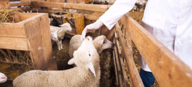 ΕΝΙΣΧΥΣΗ ΤΟΥ ΚΤΗΝΙΑΤΡΙΚΟΥ ΜΗΧΑΝΙΣΜΟΥ ΜΕ 49 ΠΡΟΣΛΗΨΕΙΣ ΓΙΑ ΤΗΝ ΑΝΤΙΜΕΤΩΠΙΣΗ ΤΗΣ ΕΥΛΟΓΙΑΣ