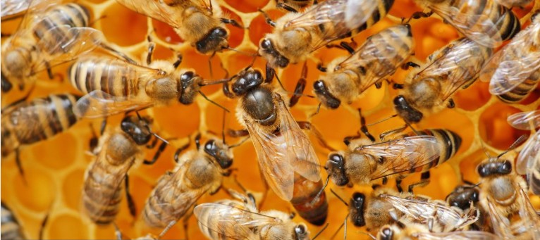 ΣΤΟΝ ΚΟΣΜΟ ΤΩΝ ΜΕΛΙΣΣΩΝ ΤΙΠΟΤΑ ΔΕΝ ΓΙΝΕΤΑΙ ΤΥΧΑΙΑ: ΠΩΣ ΕΠΙΛΕΓΟΥΝ ΟΙ ΜΕΛΙΣΣΕΣ ΤΗ ΒΑΣΙΛΙΣΣΑ ΤΟΥΣ;