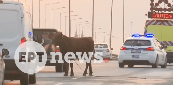 ΑΓΕΛΑΔΑ ΜΠΗΚΕ ΣΤΗΝ ΕΘΝΙΚΟ ΟΔΟ ΘΕΣΣΑΛΟΝΙΚΗΣ – ΑΘΗΝΩΝ