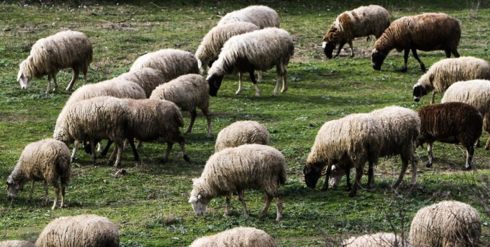 ΥΠΑΑΤ: 45 ΠΡΟΣΛΗΨΕΙΣ ΓΙΑ ΤΗΝ ΑΝΤΙΜΕΤΩΠΙΣΗ ΤΗΣ ΕΥΛΟΓΙΑΣ ΤΩΝ ΑΙΓΟΠΡΟΒΑΤΩΝ