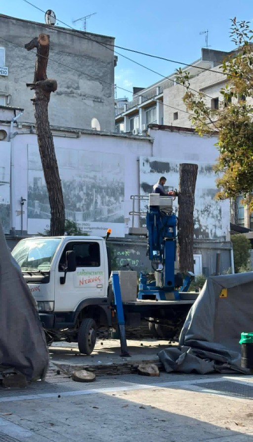 ΚΟΠΗ ΕΜΒΛΗΜΑΤΙΚΩΝ ΔΕΝΤΡΩΝ ΣΤΗΝ ΠΛΑΤΕΙΑ ΚΡΟΝΙΟΥ ΤΩΝ ΣΕΡΡΩΝ. ΓΡΑΦΕΙ Η ΜΑΡΙΑ ΠΑΠΑΔΗΜΗΤΡΙΟΥ ΠΕΡΙΦΕΡΕΙΑΚΗ ΣΥΜΒΟΥΛΟΣ ΠΕ ΣΕΡΡΩΝ ΠΚΜ
